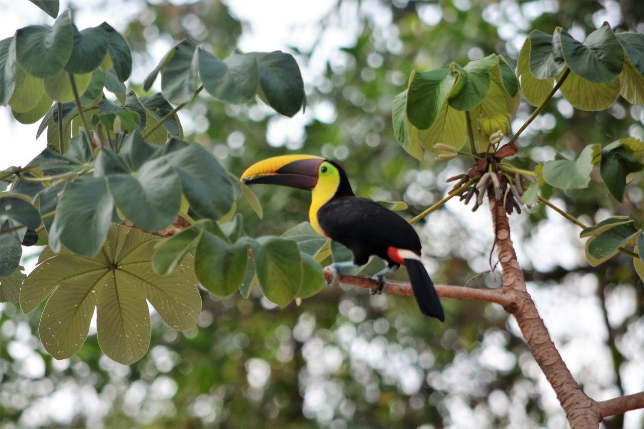 Casa Del Toucan Dominical Exterior photo